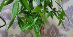 带来财富的植物(什么植物带来财富)