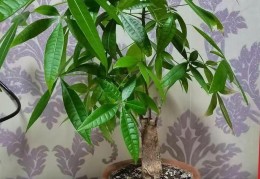 带来财富的植物(什么植物带来财富)
